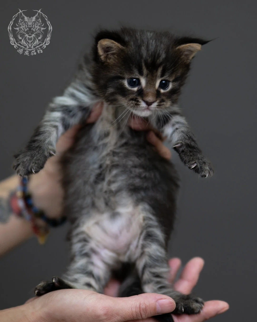 黑棕虎斑 Black Brown Tabby Maine Coon 4weeks 6