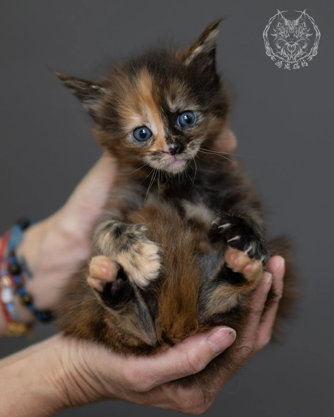玳帽 Tortoiseshell Maine Coon 4weeks 8