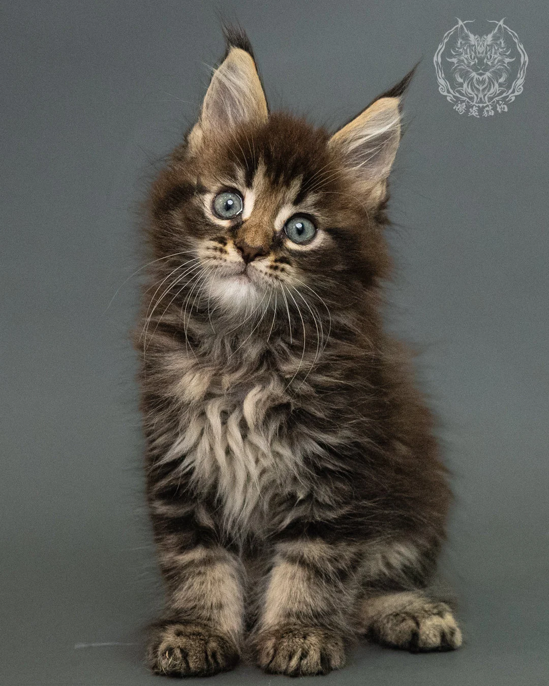 棕虎斑 Brown Tabby Maine Coon 2months 14