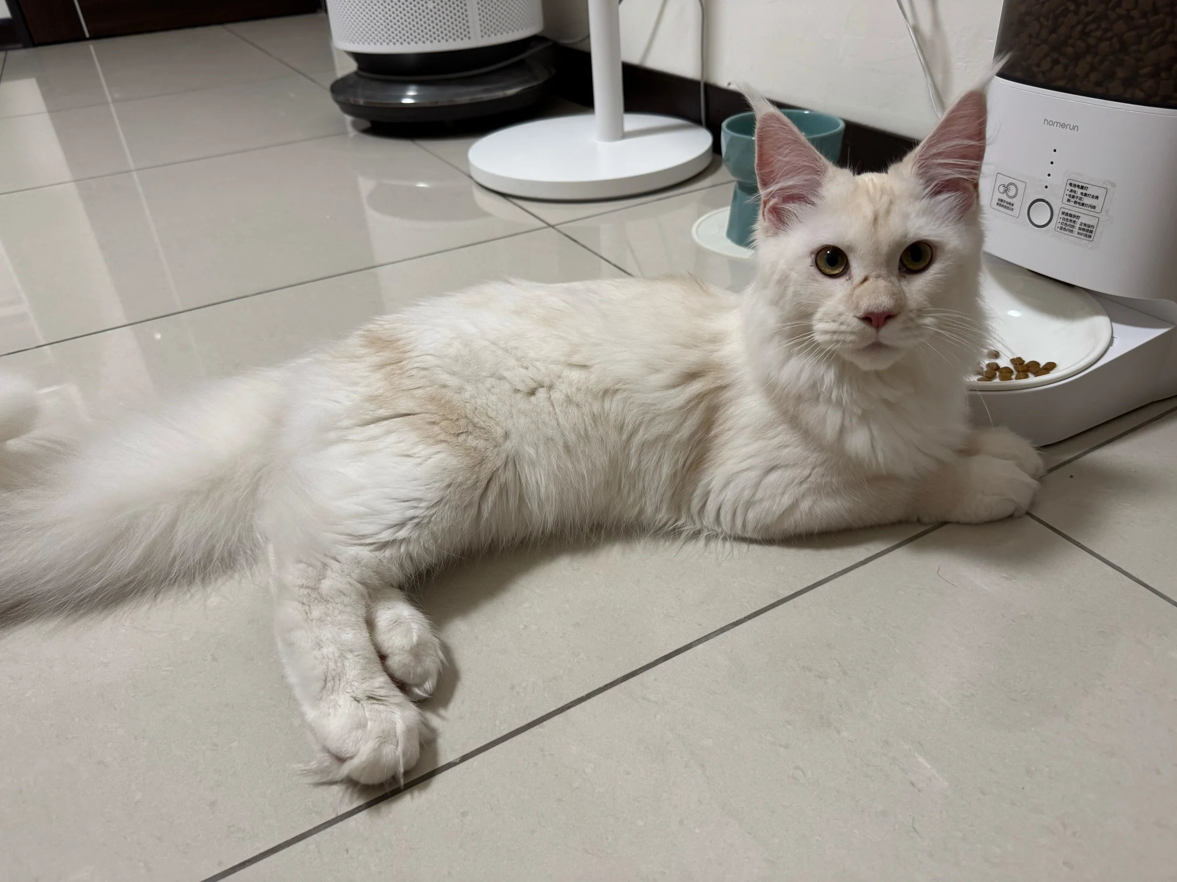 紅銀陰影緬因貓啵緹在家中地板放鬆休息，銀白底毛搭配紅色陰影漸層，表情穩定、姿態自在。