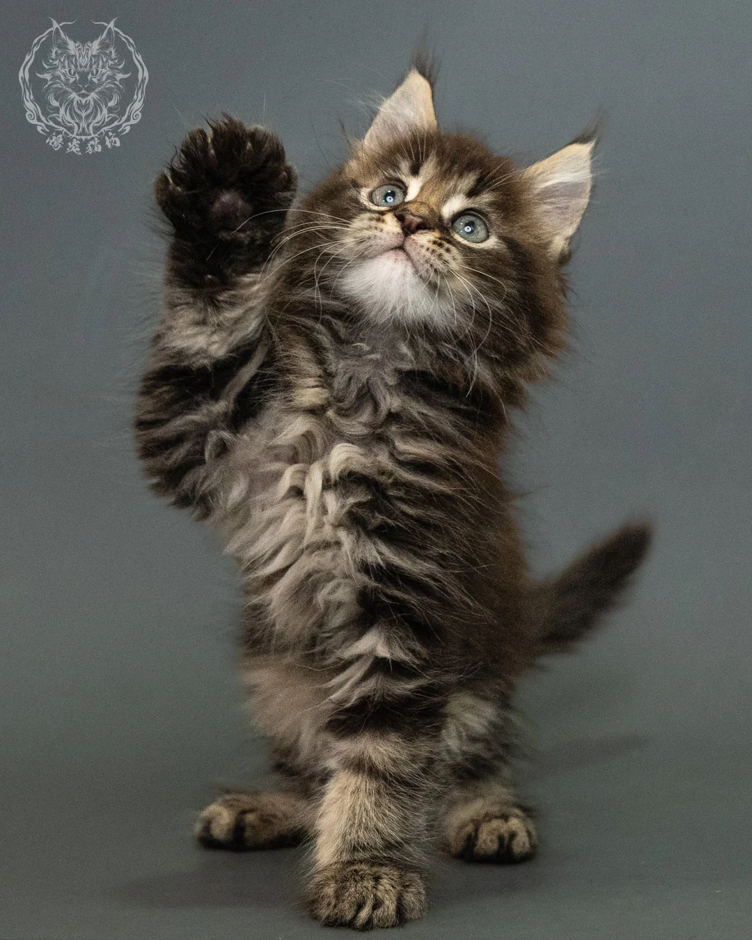 棕虎斑 Brown Tabby Maine Coon 2months 3