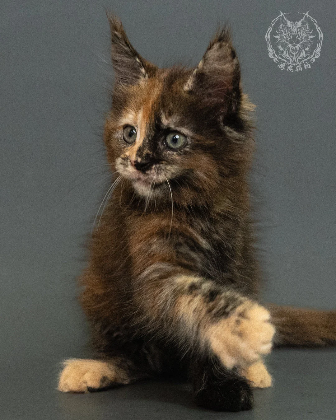 玳帽 Tortie Maine Coon 2months 10