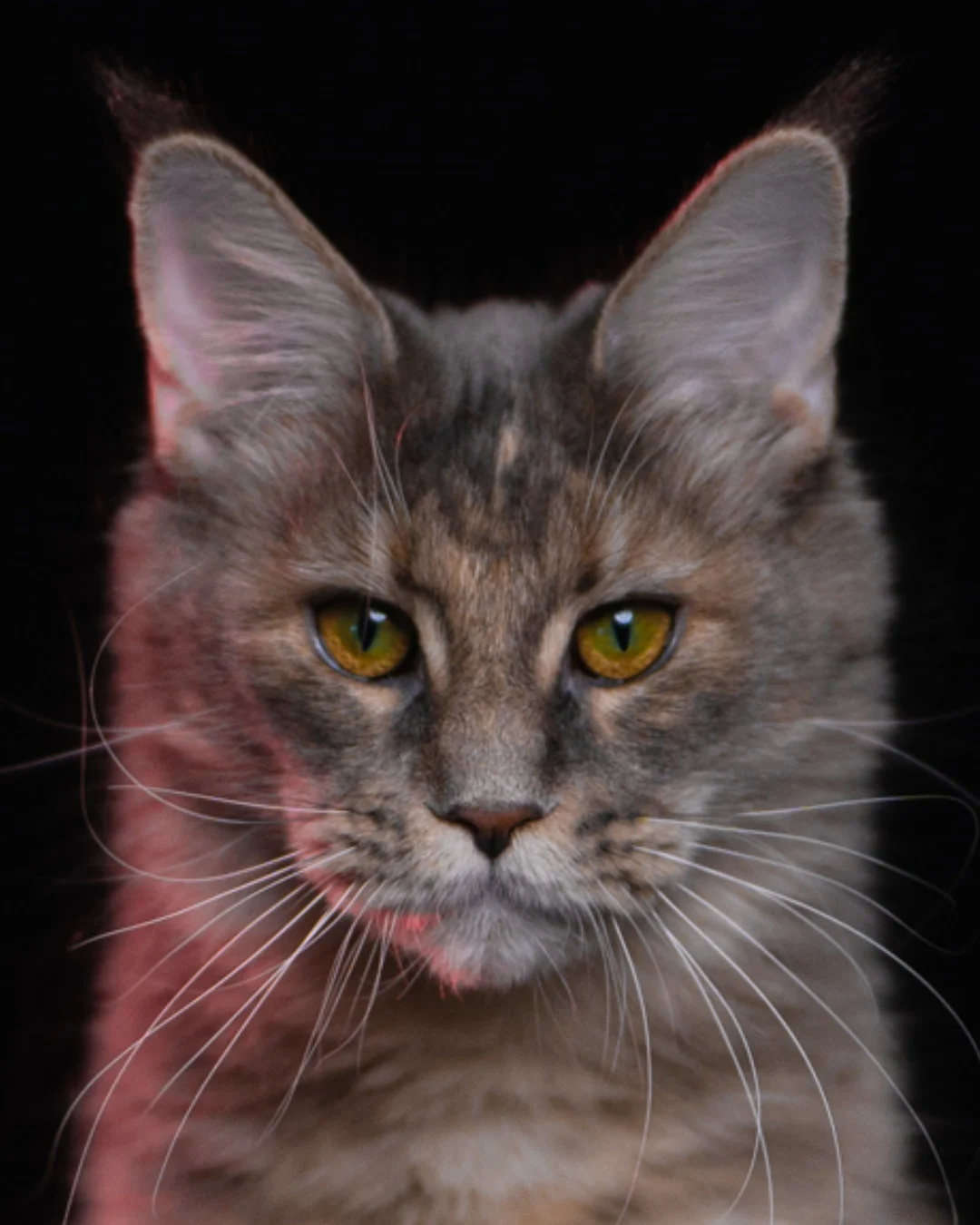 藍乳煙玳帽緬因貓