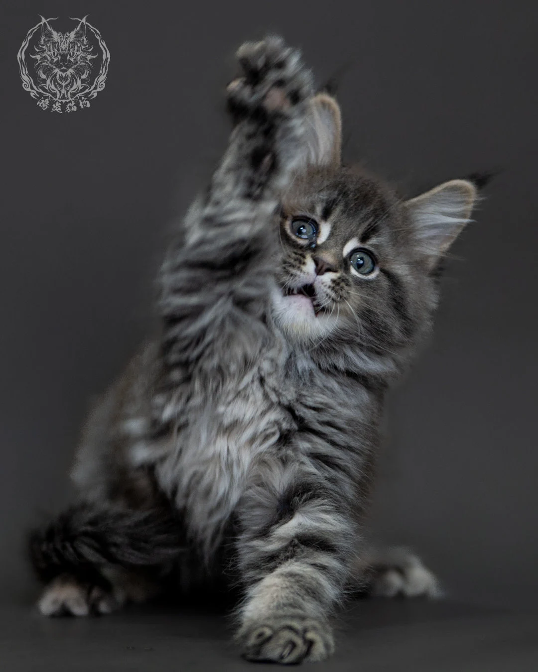藍銀虎斑 Blue Silver Tabby Maine Coon 2months 18