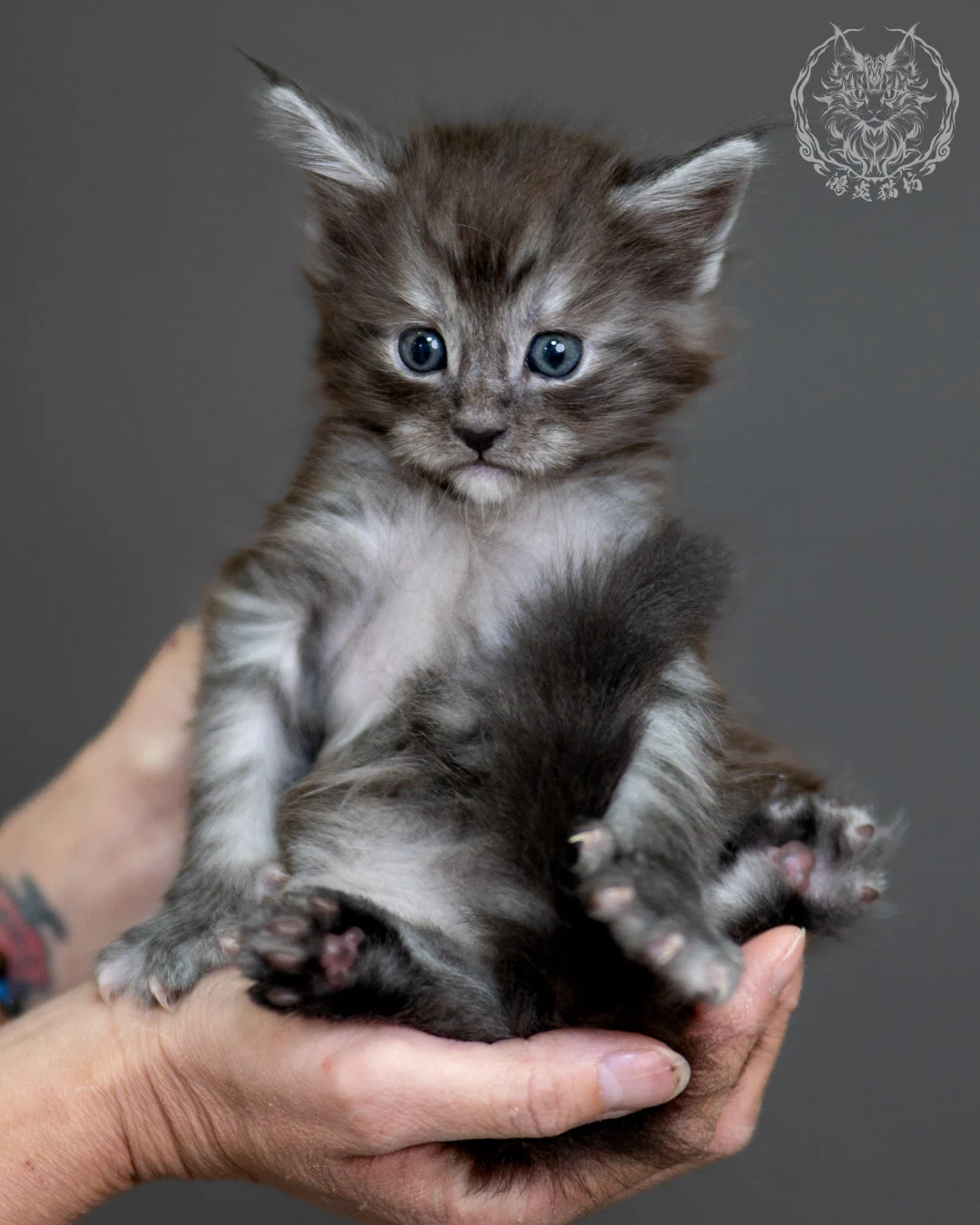 黑銀虎斑 Black Silver Tabby Maine Coon 4weeks 13