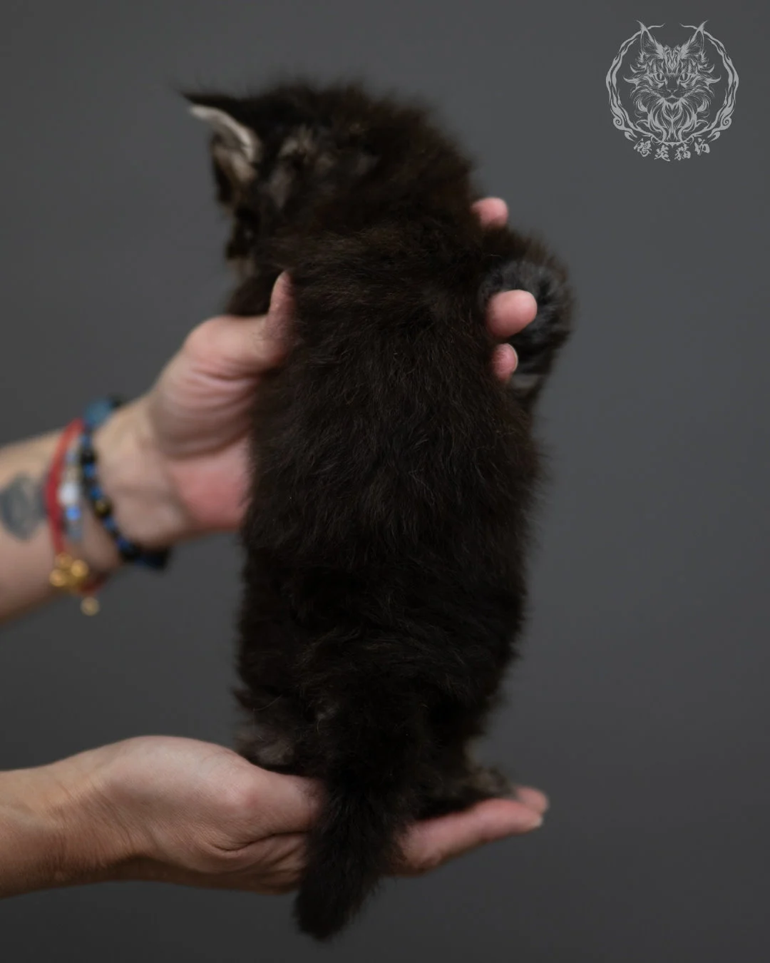 黑棕虎斑 Black Brown Tabby Maine Coon 4weeks 4