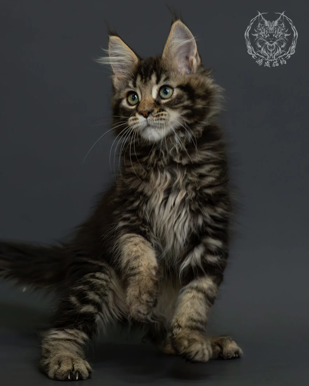 棕虎斑緬因貓 6