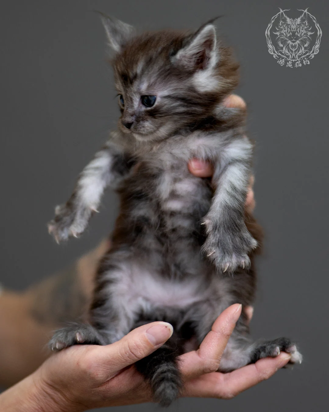 黑銀虎斑 Black Silver Tabby Maine Coon 4weeks 2