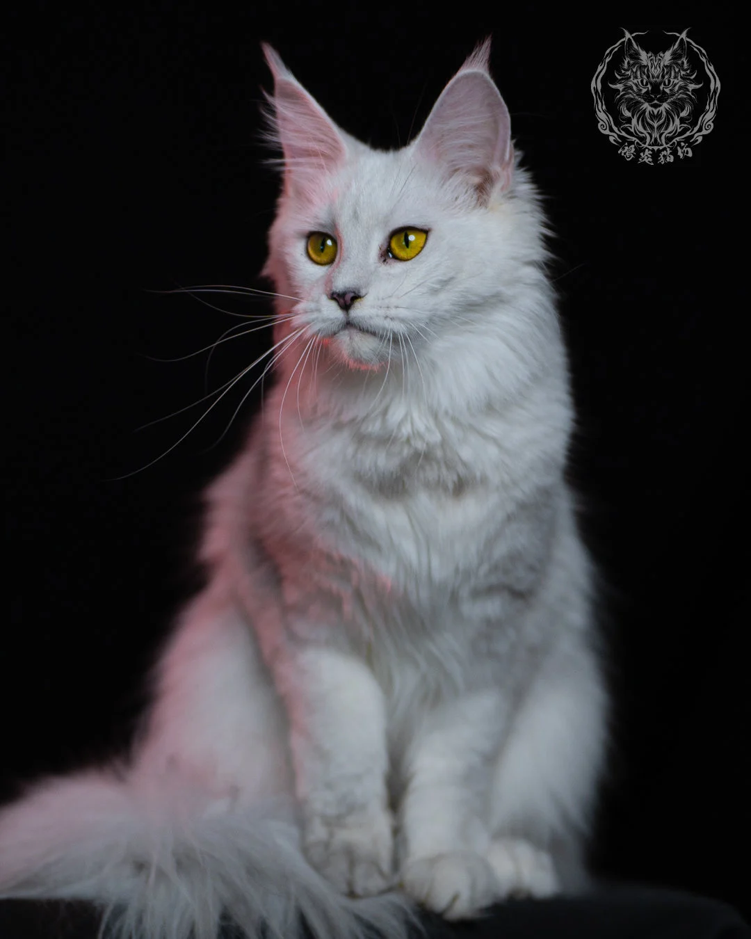 黑銀陰影緬因貓 Black Silver Shaded Maine Coon 1year 17