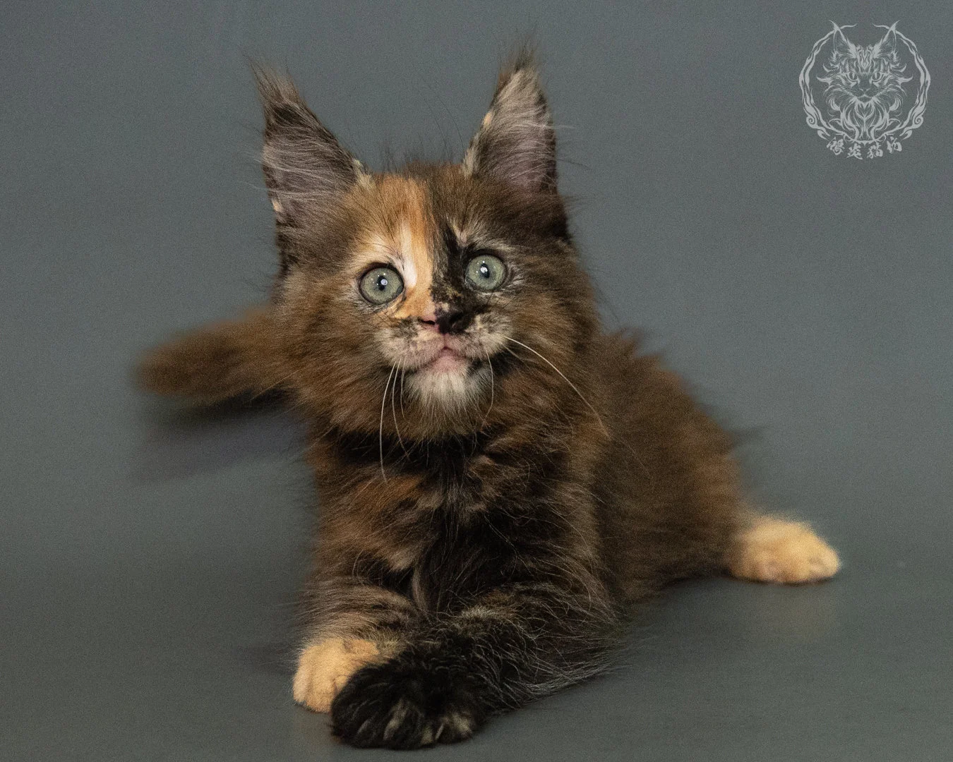 玳帽 Tortie Maine Coon 2months 21