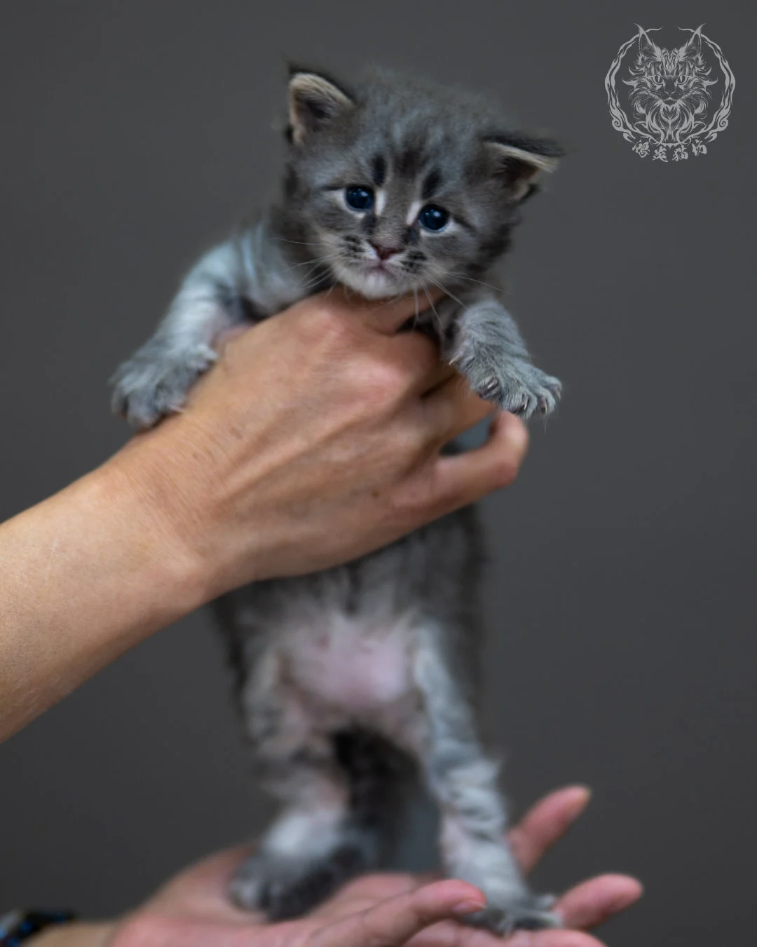 藍銀虎斑 Blue Silver Tabby Maine Coon 4weeks 6