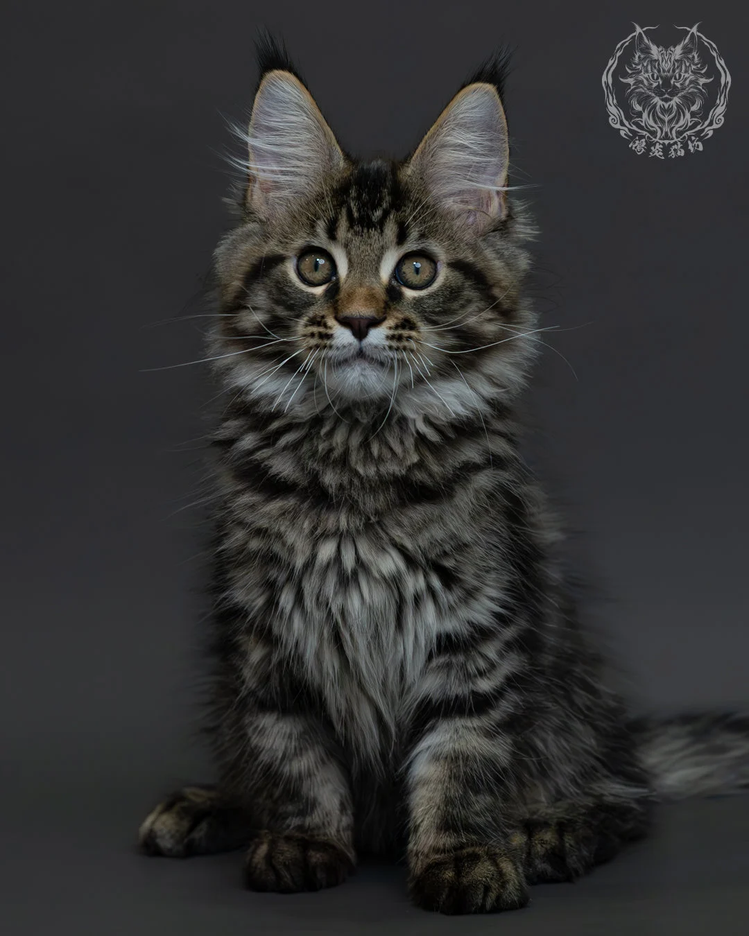 黑棕虎斑緬因貓 6