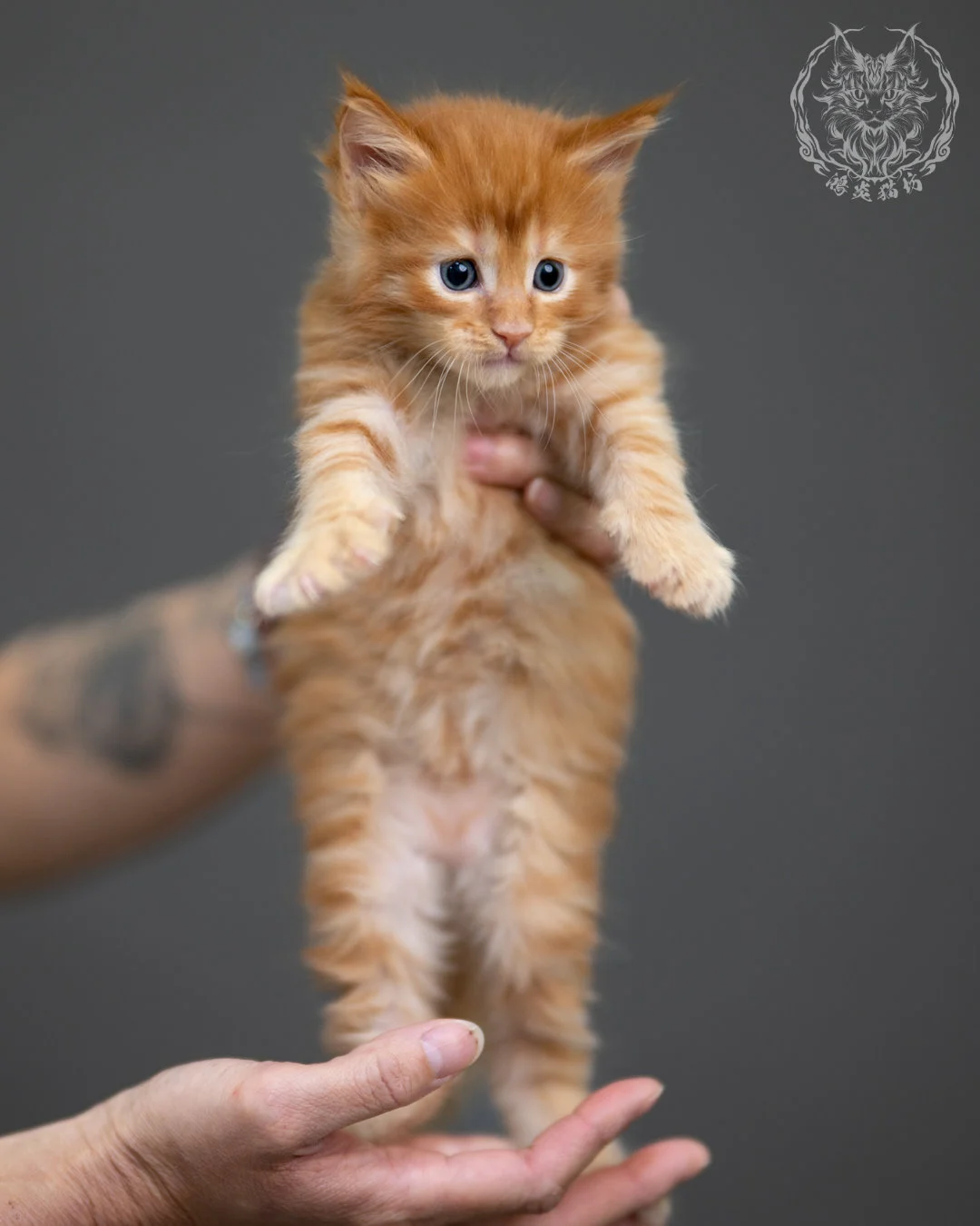 紅虎斑 Red Tabby Maine Coon 4weeks 1