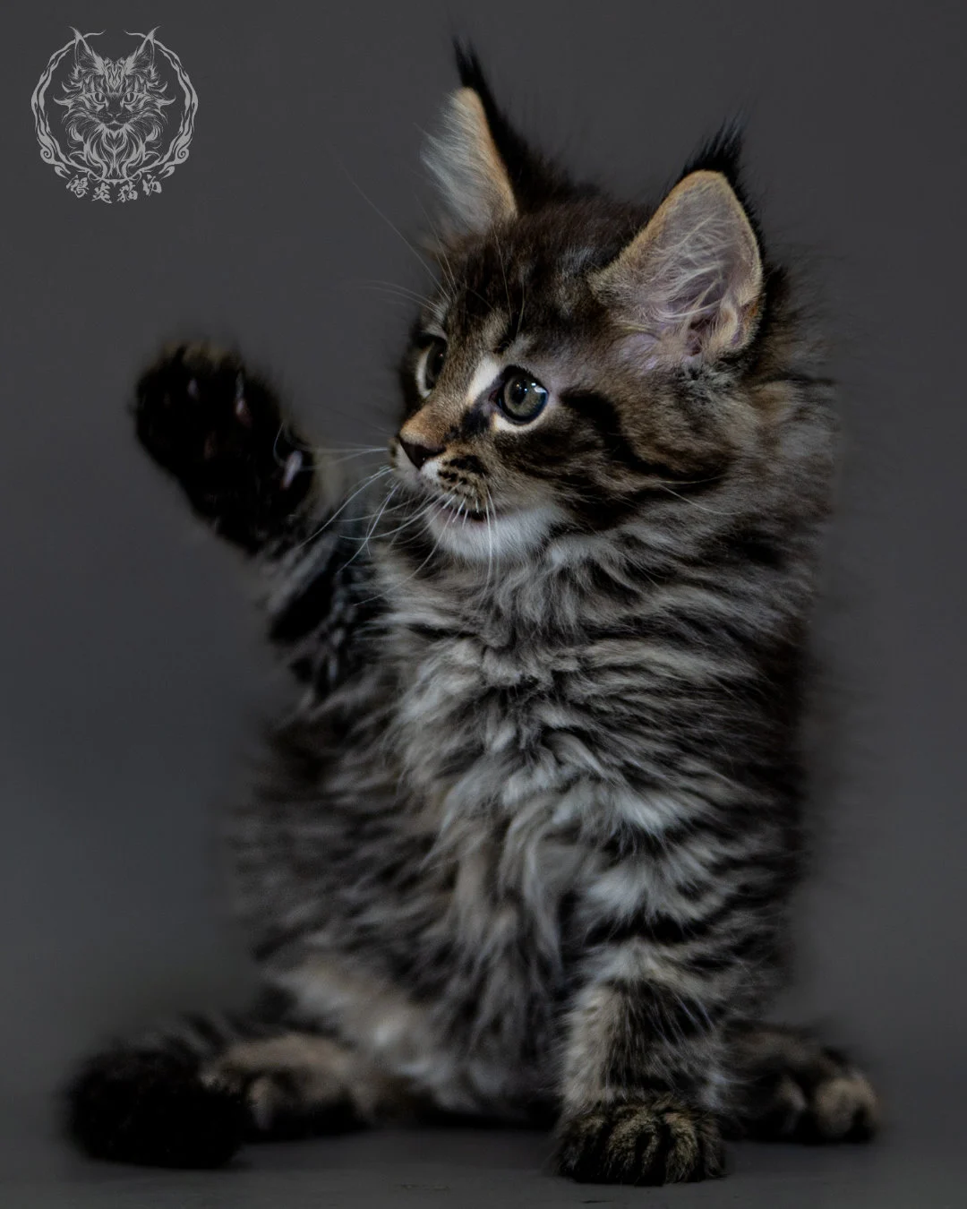 棕虎斑 Brown Tabby Maine Coon 2months 4