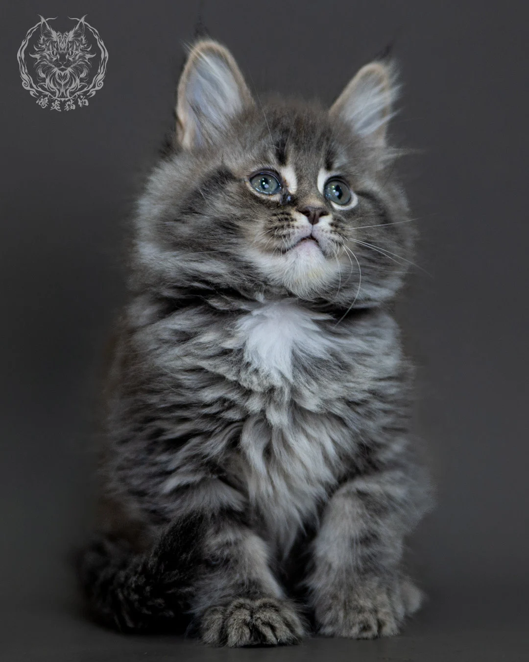 藍銀虎斑 Blue Silver Tabby Maine Coon 2months 9