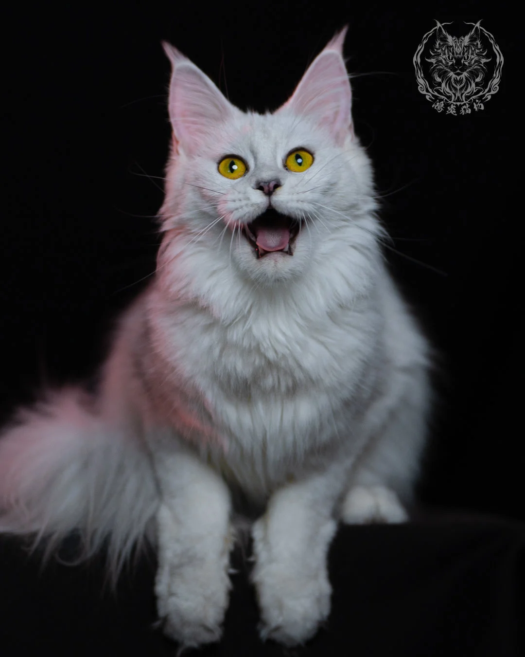 黑銀陰影緬因貓 Black Silver Shaded Maine Coon 1year 14