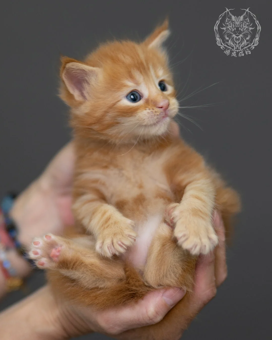 紅虎斑 Red Tabby Maine Coon 4weeks 3