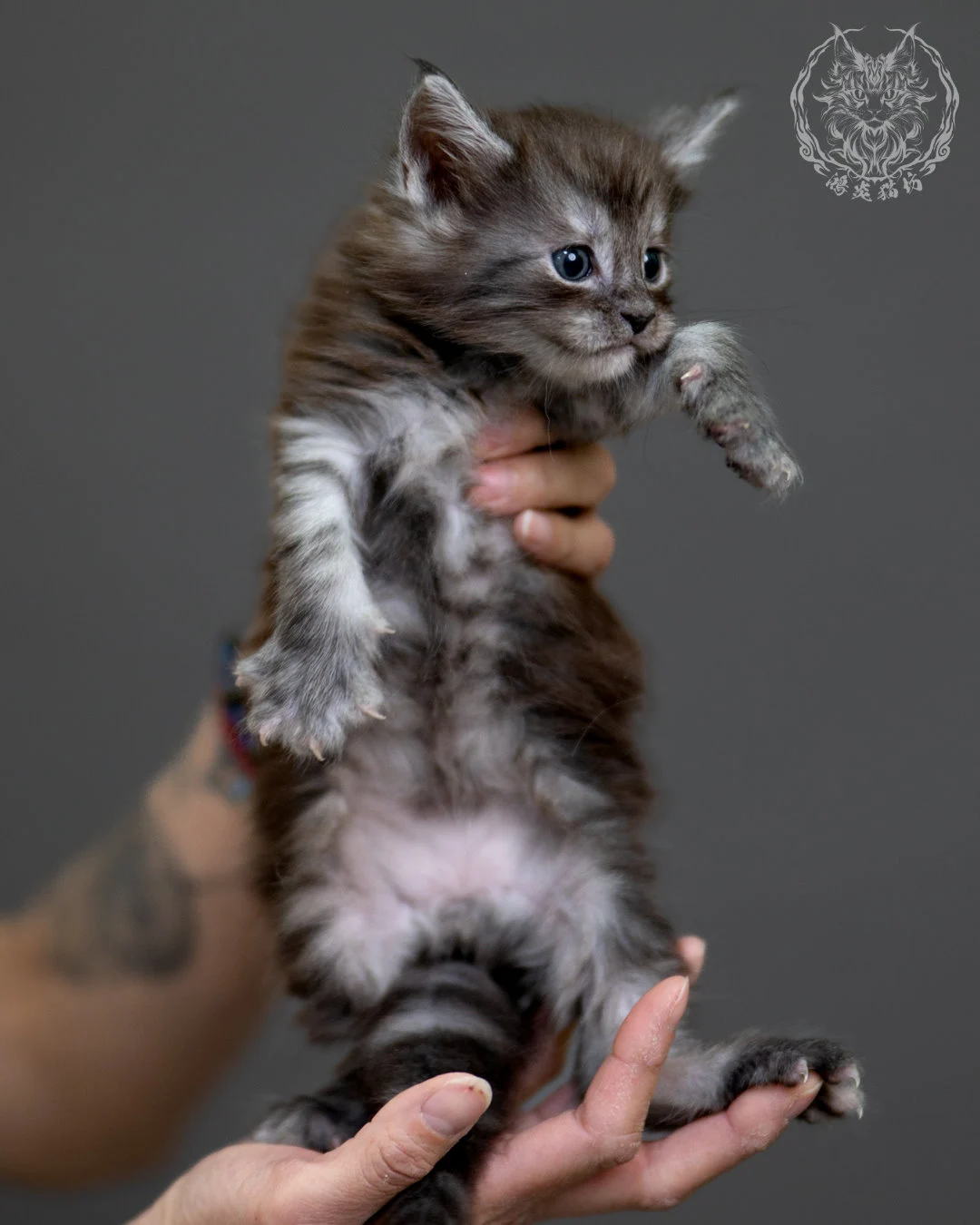 黑銀虎斑 Black Silver Tabby Maine Coon 4weeks 3