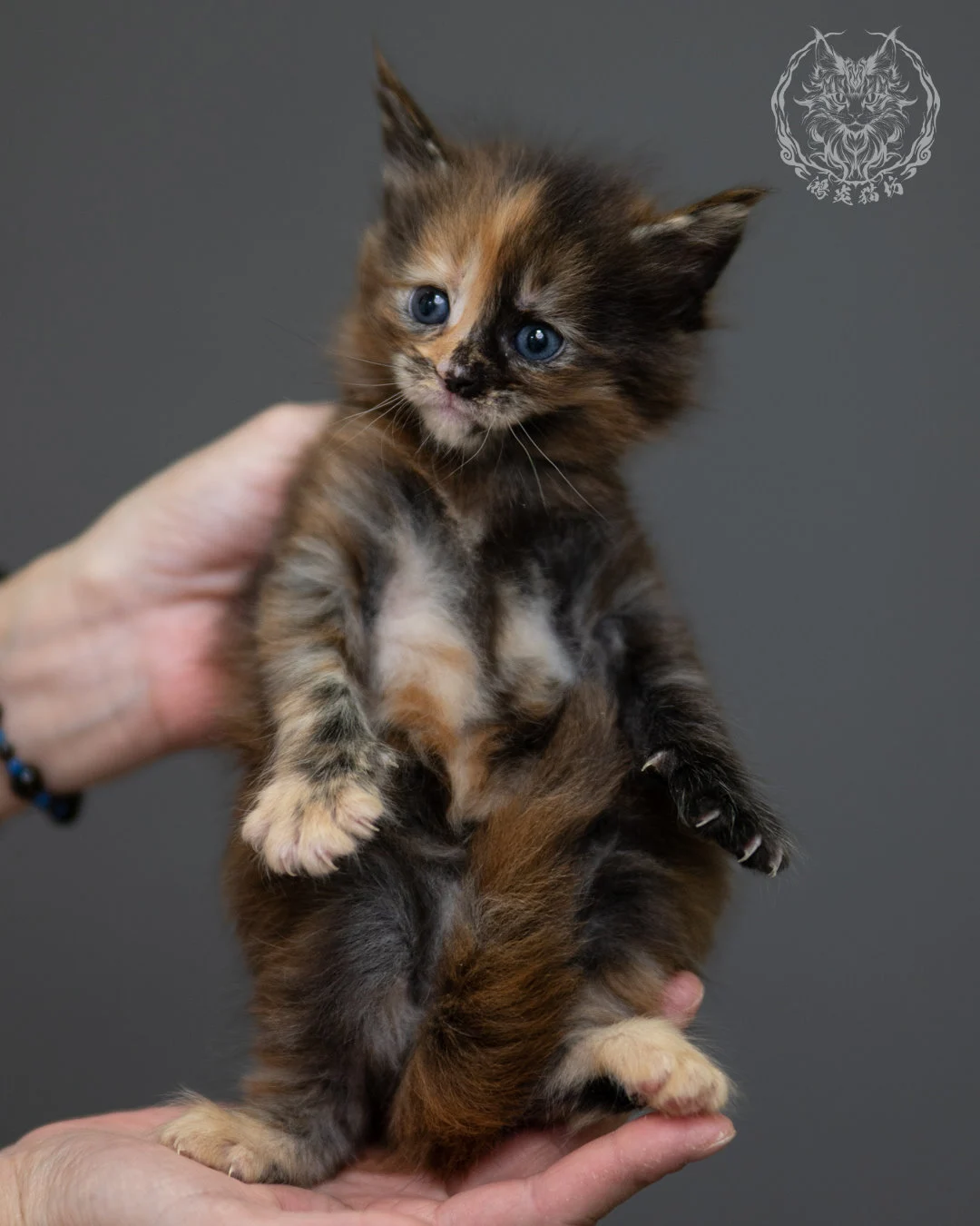 玳帽 Tortoiseshell Maine Coon 4weeks 2