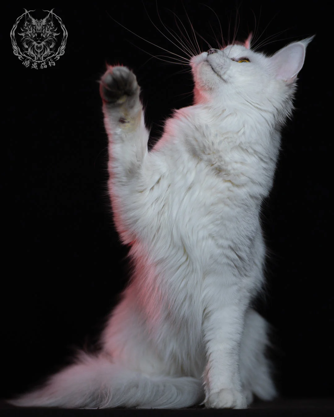 黑銀陰影緬因貓 Black Silver Shaded Maine Coon 1year 7