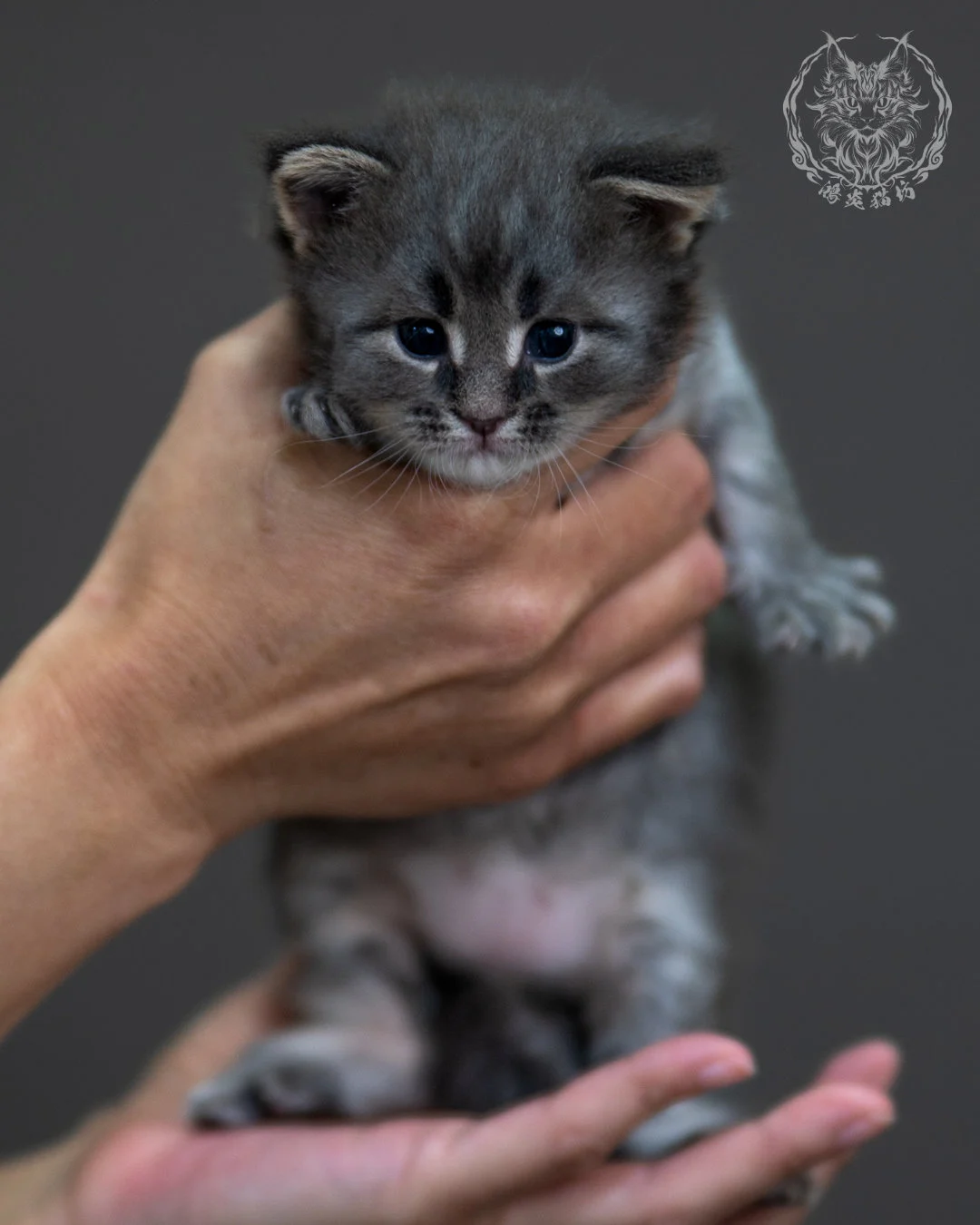 藍銀虎斑 Blue Silver Tabby Maine Coon 4weeks 4