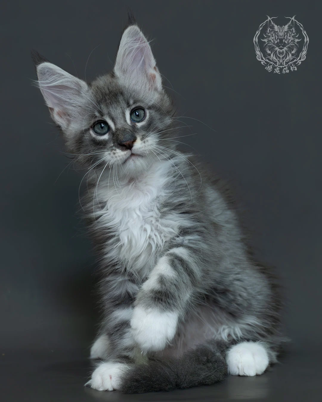 藍銀虎斑緬因貓 11