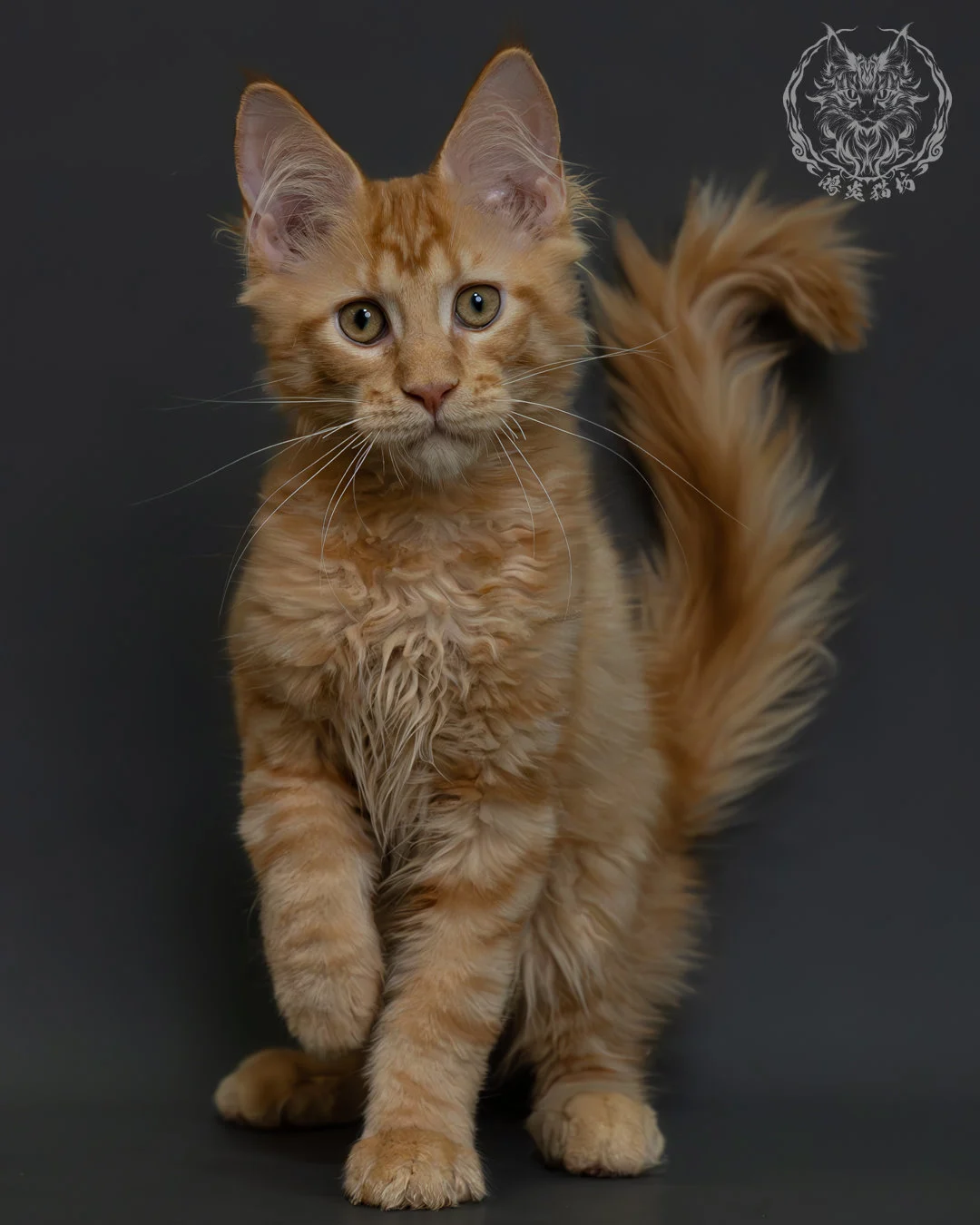 紅虎斑緬因貓 2