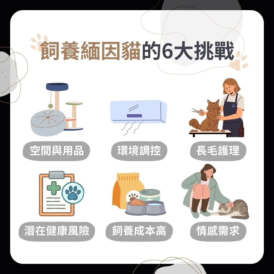 飼養緬因貓的挑戰/注意事項