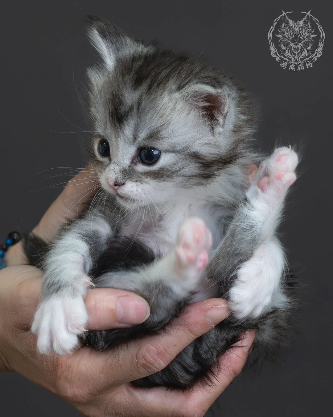 黑銀虎斑緬因貓 10