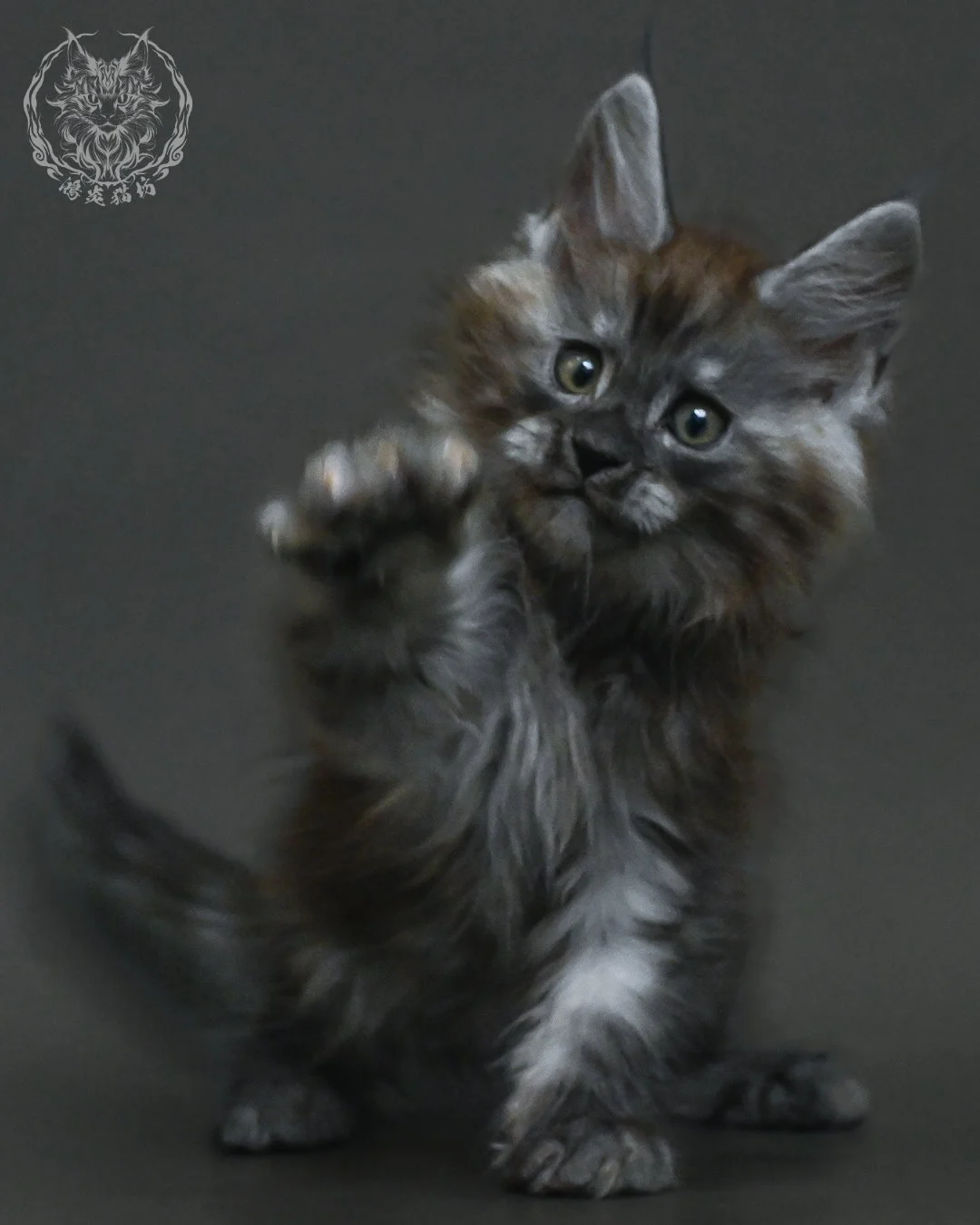 黑銀虎斑緬因貓 6