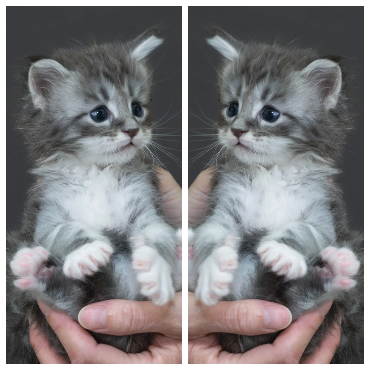 藍銀虎斑緬因貓