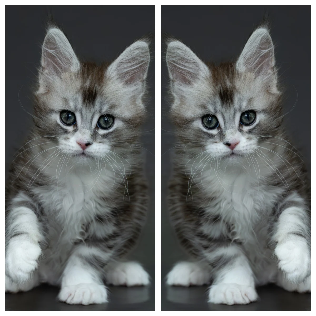 黑銀虎斑緬因貓2個月記錄