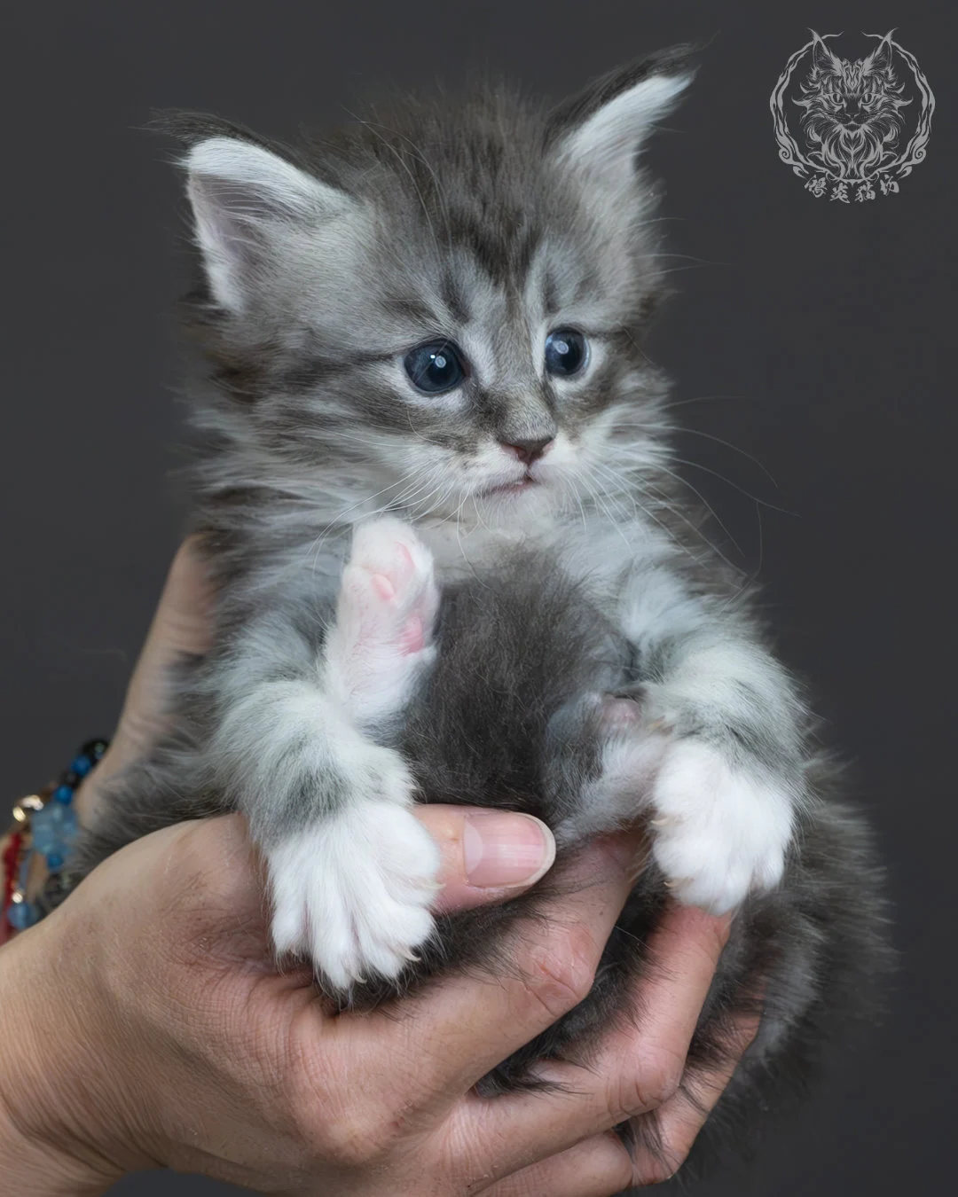 藍銀虎斑緬因貓 9