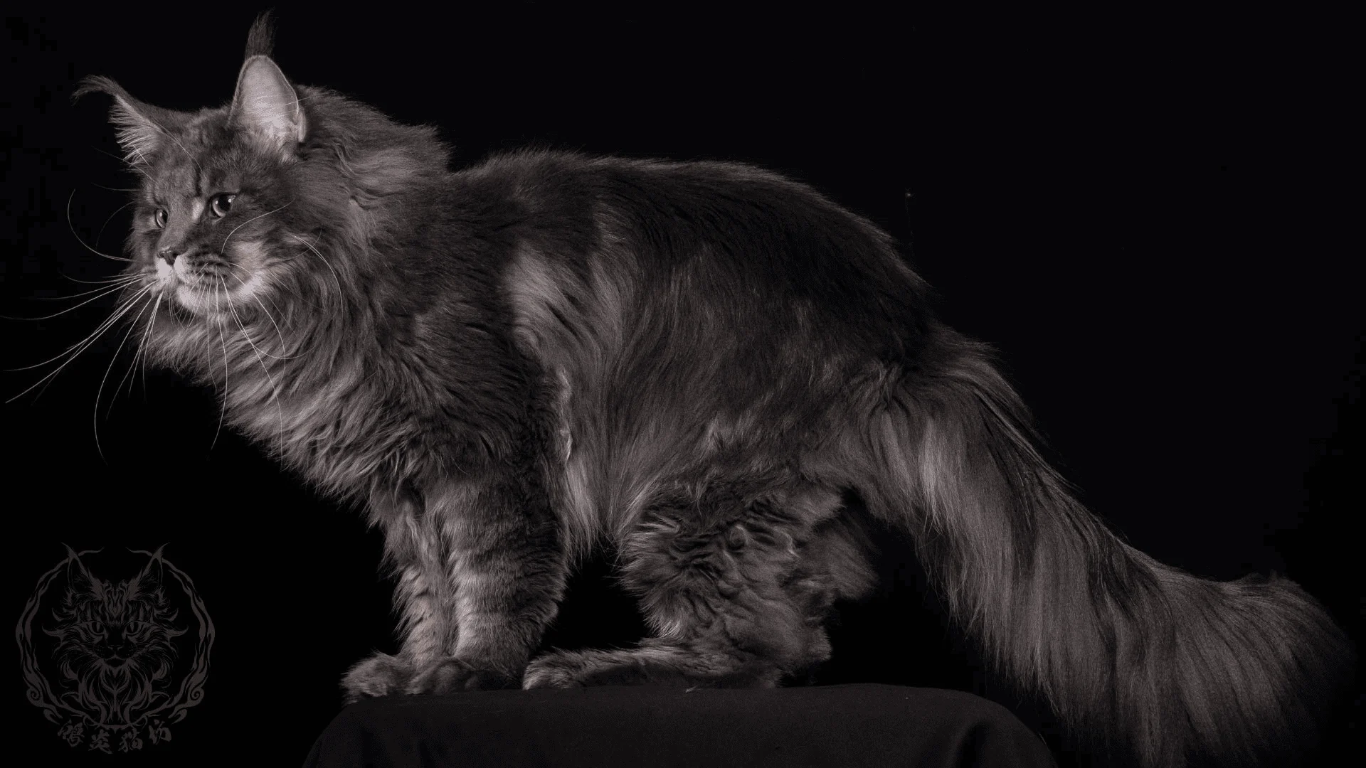 藍虎斑緬因貓 a22