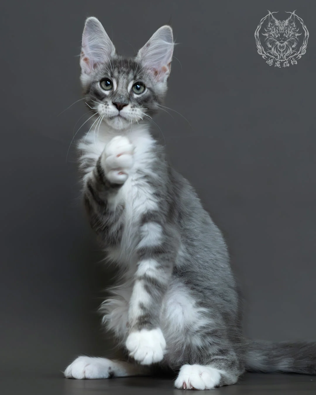 藍銀虎斑緬因貓 8