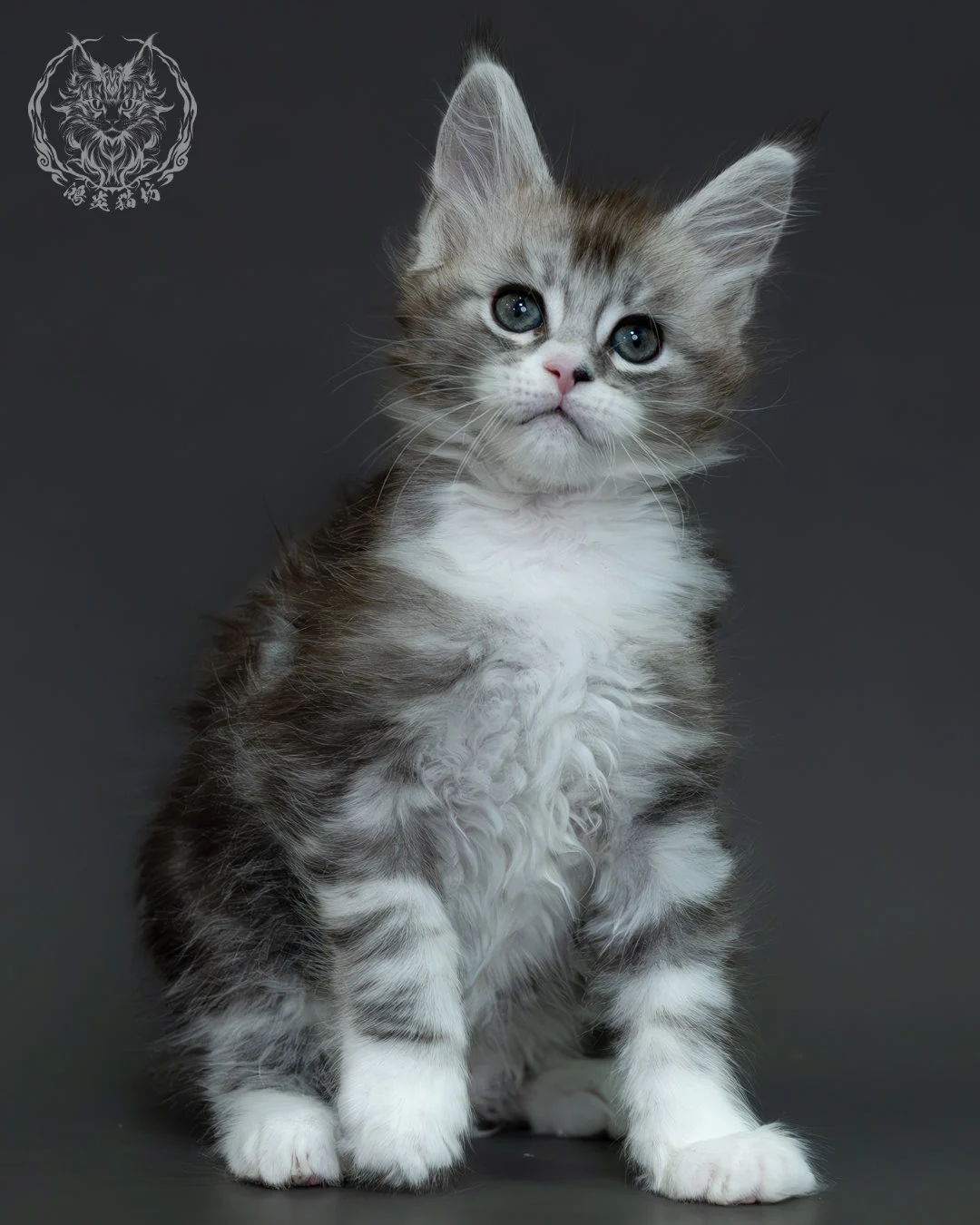 黑銀虎斑緬因貓 1