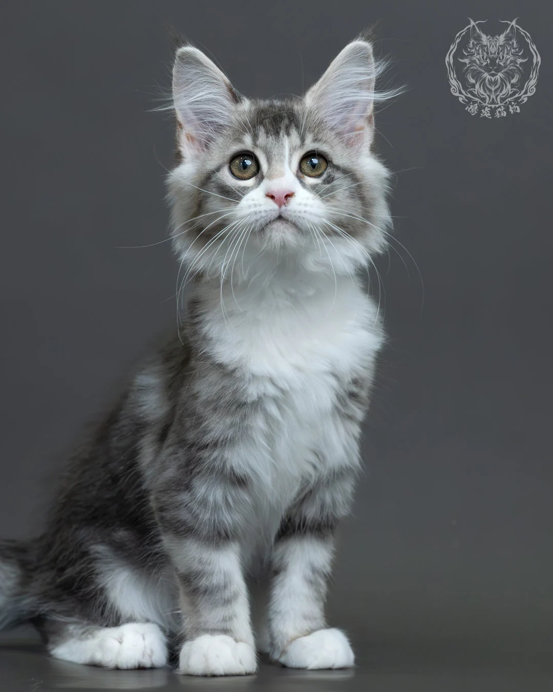 藍銀虎斑緬因貓 7