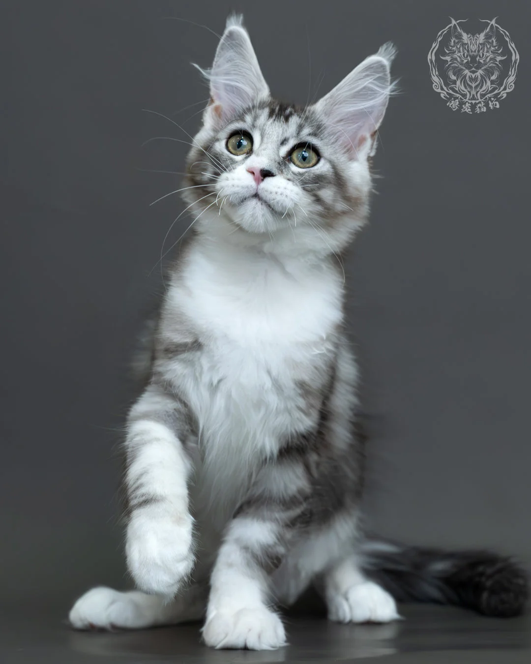 藍銀虎斑緬因貓 3