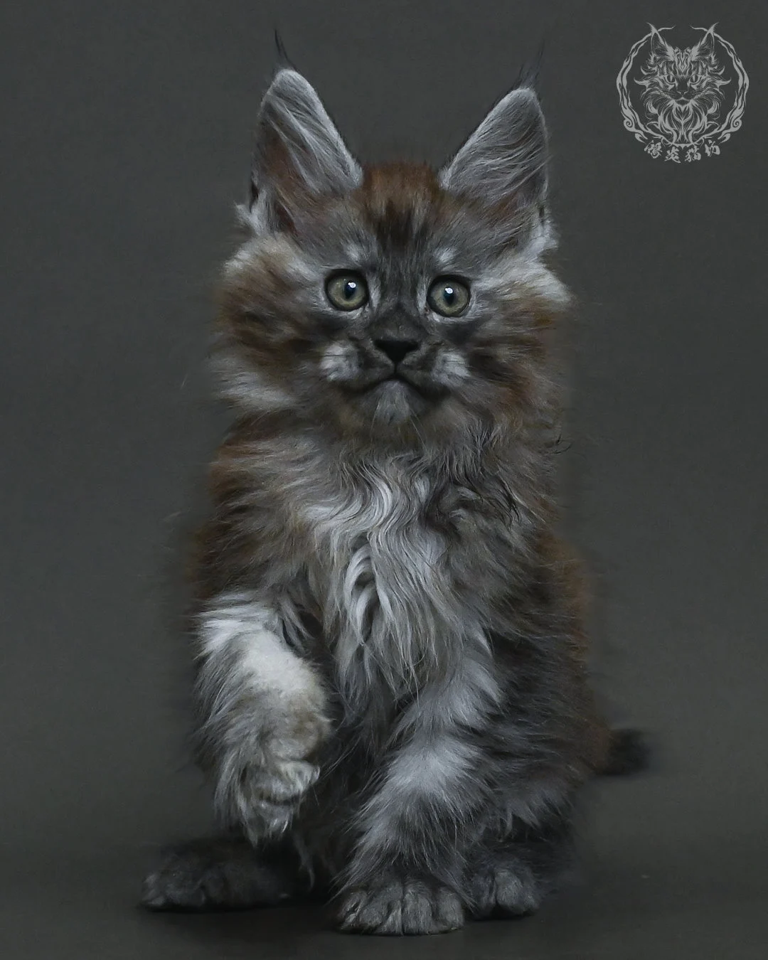 黑銀虎斑緬因貓 8