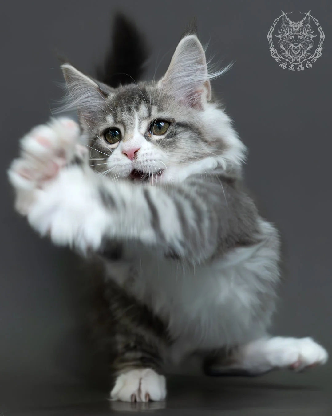 藍銀虎斑緬因貓 17