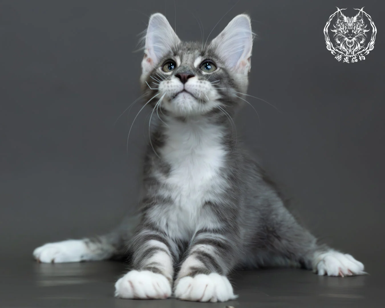 藍銀虎斑緬因貓 15