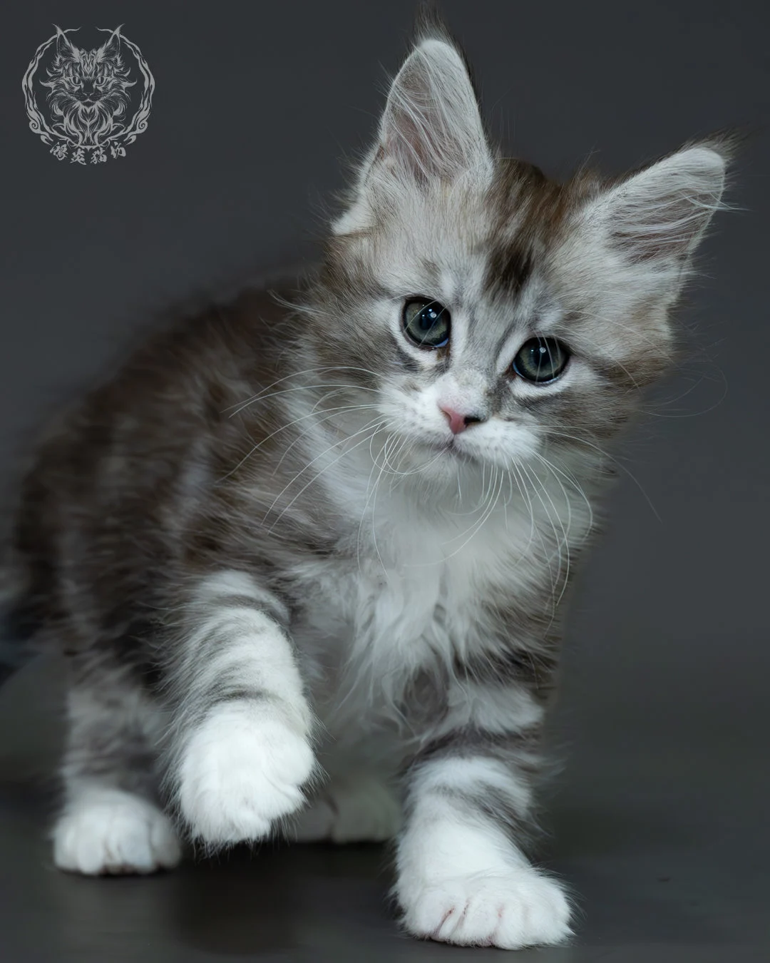 黑銀虎斑緬因貓 11