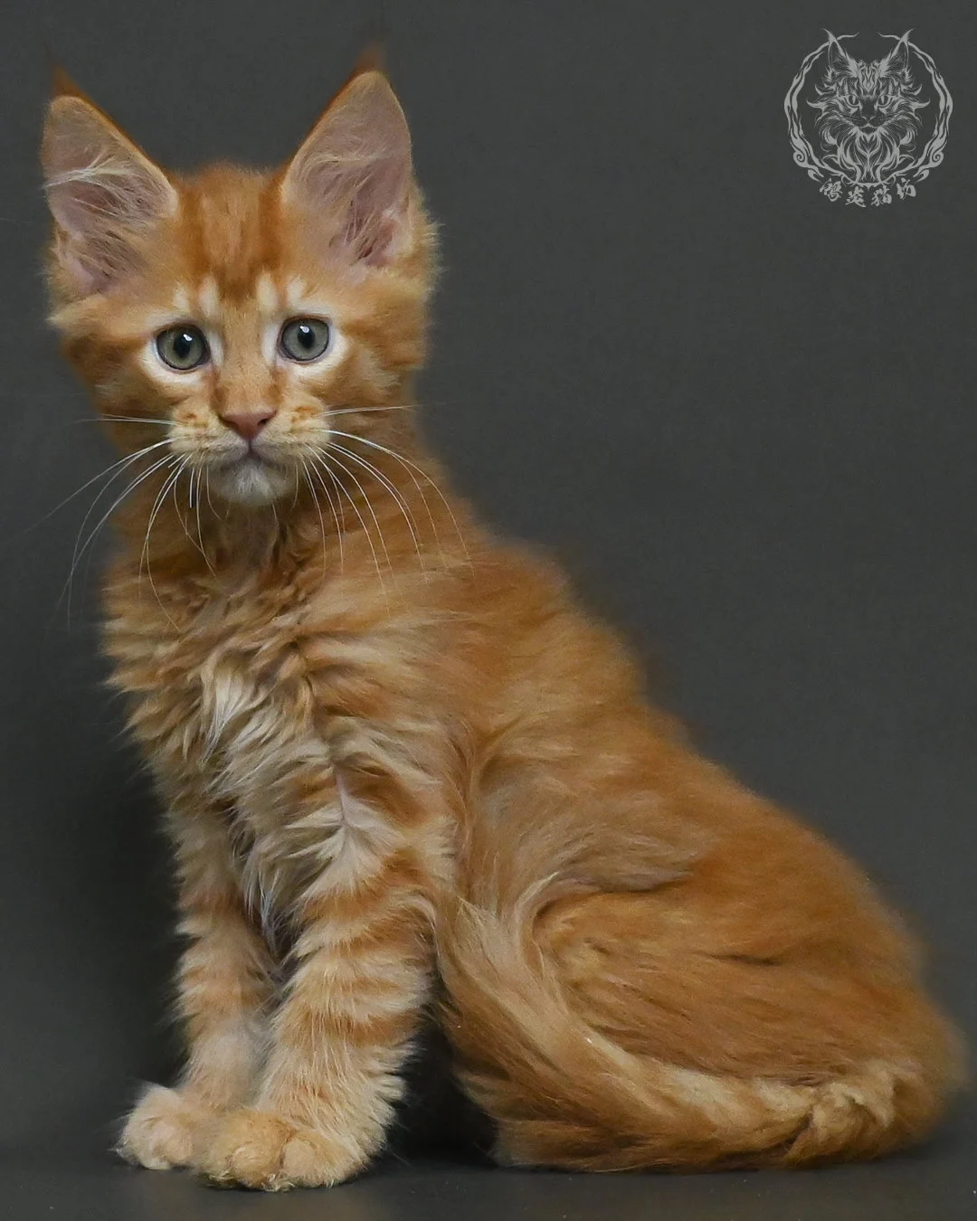 紅虎斑緬因貓 1