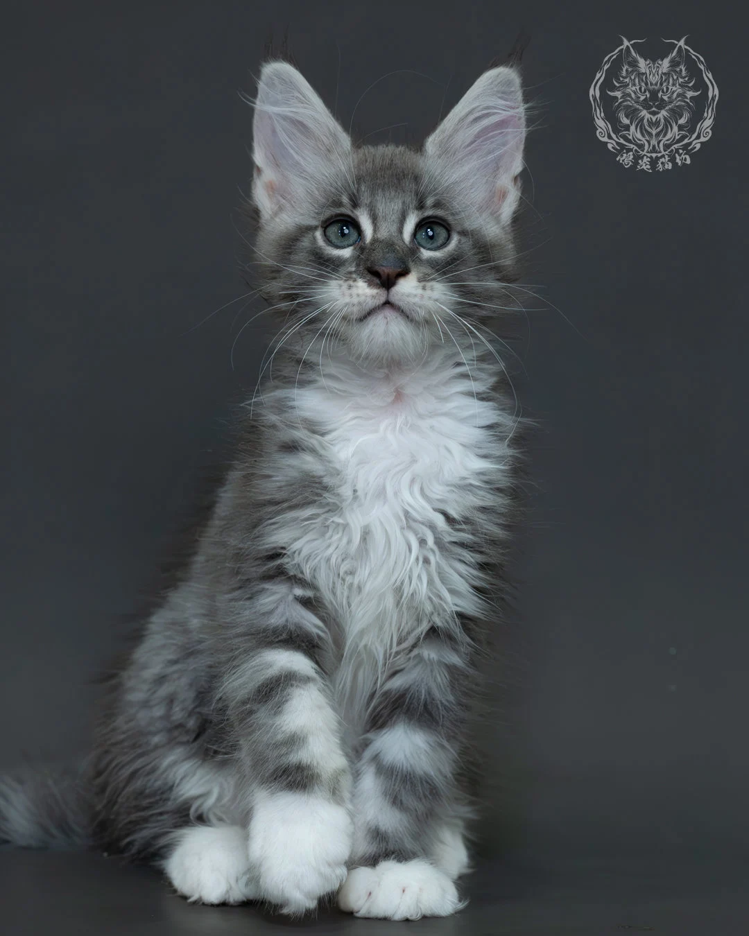 藍銀虎斑緬因貓 18