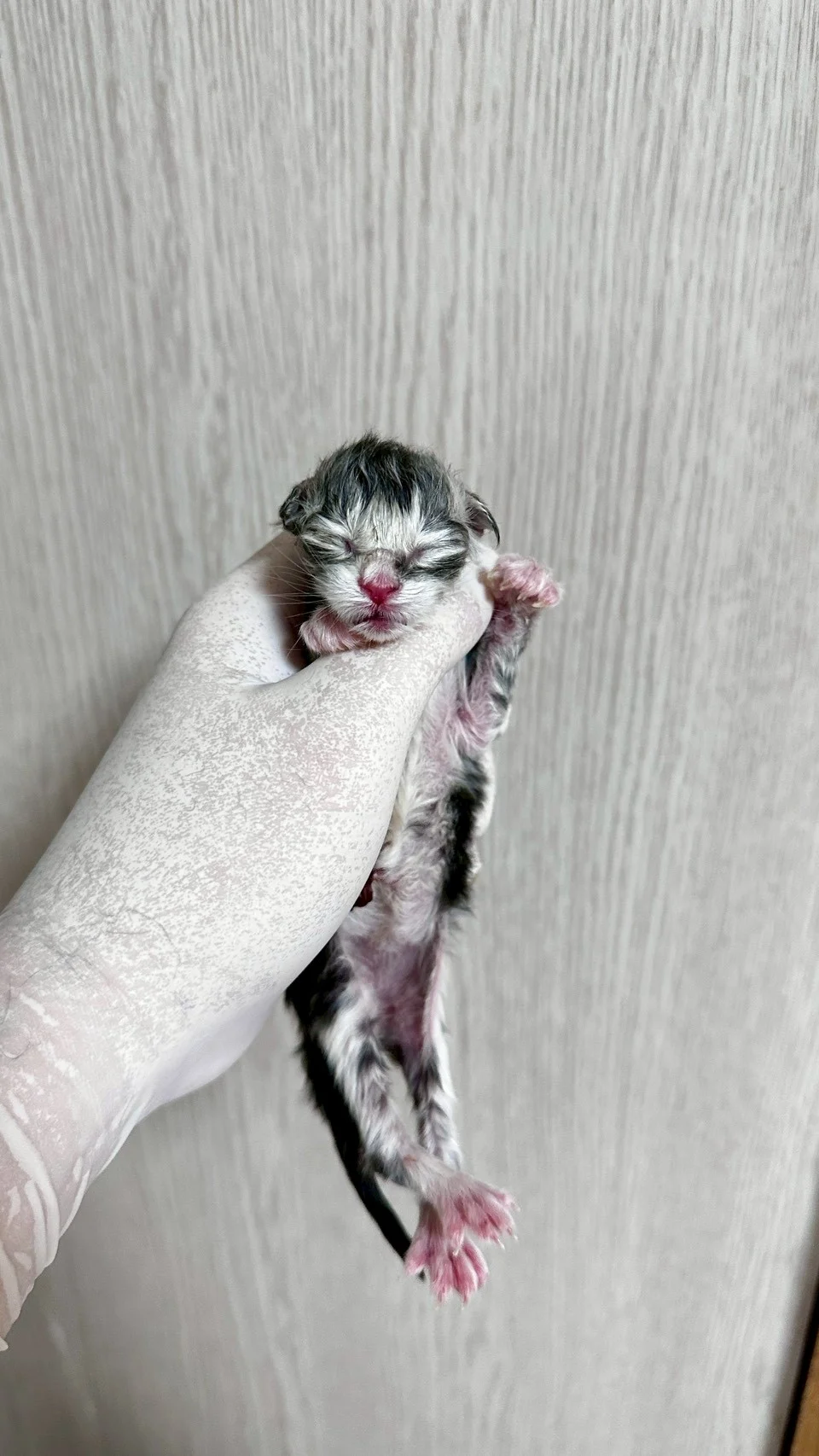 黑銀虎斑緬因貓