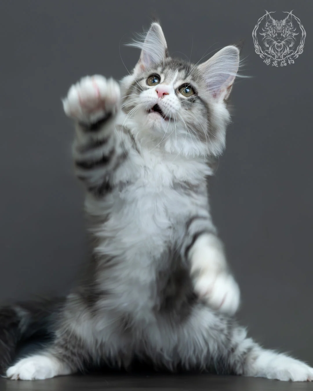 藍銀虎斑緬因貓 10