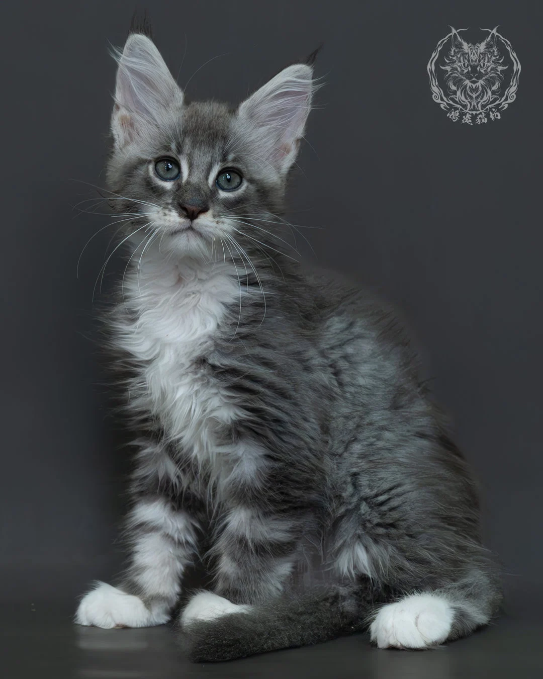 藍銀虎斑緬因貓 1