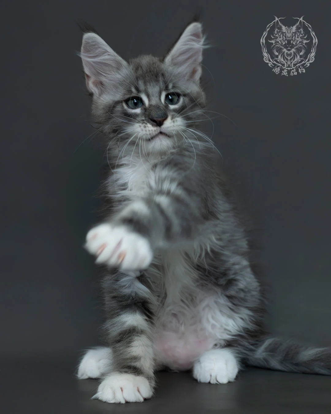 藍銀虎斑緬因貓 15