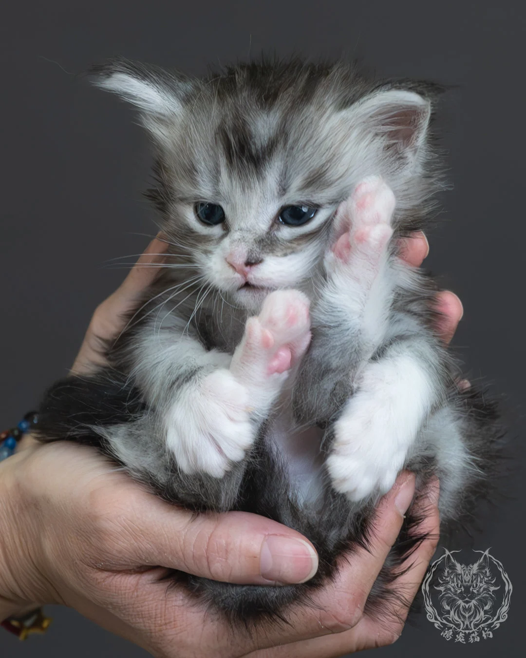 黑銀虎斑緬因貓 7