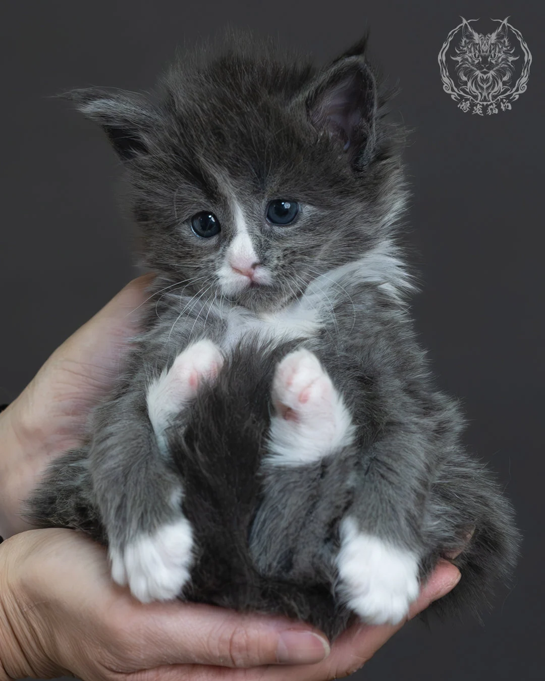 藍煙燻緬因貓 5